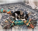 Baby Girl - Female Chihuahua Puppy for Sale - Photo #13