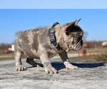 Small #1 French Bulldog