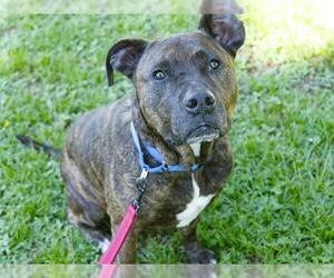 JAZZ - Female American Pit Bull Terrier-Unknown Mix Dog for Adoption - Photo #2