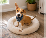 Small Labrador Retriever Mix