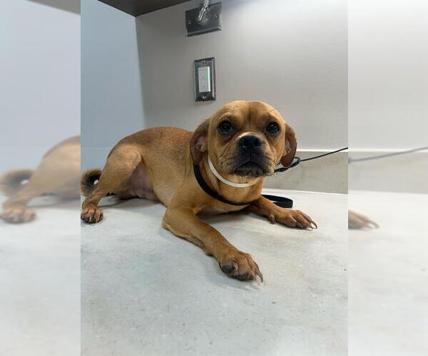 Medium Photo #1 Chug Puppy For Sale in Baytown, TX, USA