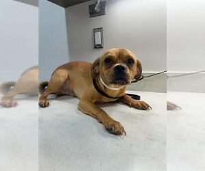 Chug Dogs for adoption in Baytown, TX, USA