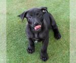 Small #5 Labrador Retriever Mix