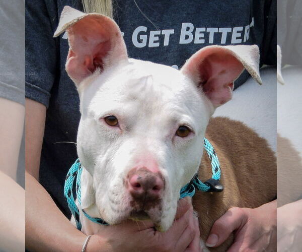 Medium Photo #1 American Staffordshire Terrier-Boxer Mix Puppy For Sale in Huntley, IL, USA