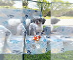 Small #2 Shih Tzu