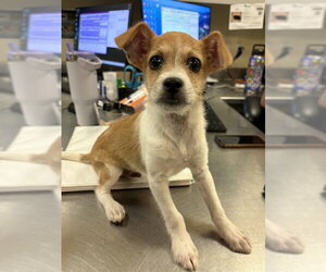 Mutt Dogs for adoption in Riverside, CA, USA