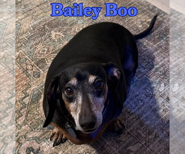 Medium Photo #10 Dachshund Puppy For Sale in San Antonio, TX, USA