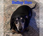 Small Photo #10 Dachshund Puppy For Sale in San Antonio, TX, USA