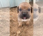 Small Photo #17 Cane Corso Puppy For Sale in HEREFORD, AZ, USA
