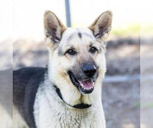 German Shepherd Dog Dogs for adoption in Camarillo, CA, USA