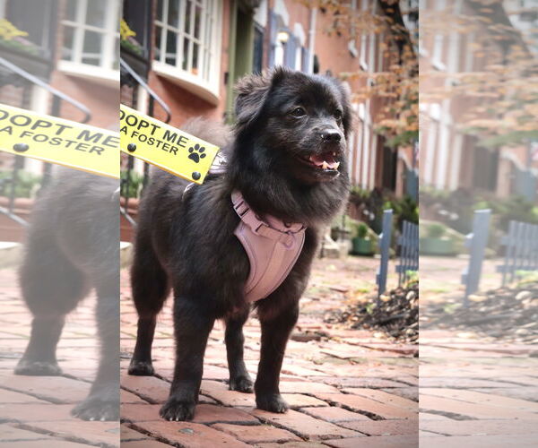Medium Photo #23 Mutt Puppy For Sale in Philadelphia, PA, USA
