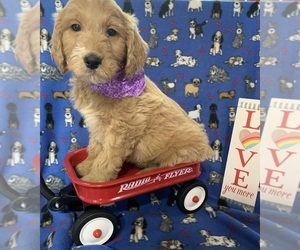 English Cream Golden Retriever-Poodle (Standard) Mix Puppy for sale in DEARBORN, MO, USA
