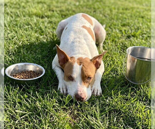 Medium Photo #2 Mutt Puppy For Sale in Texas City, TX, USA