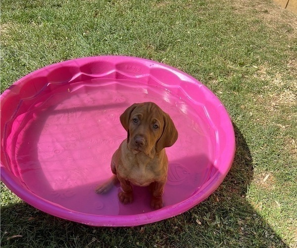 Medium Photo #1 Vizsla Puppy For Sale in OTTUMWA, IA, USA