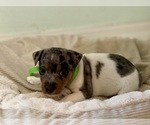 Small Photo #8 Jack Russell Terrier Puppy For Sale in FORT PIERCE, FL, USA