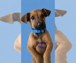 Small #1 Retriever  Mix
