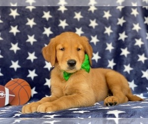 Golden Retriever Puppy for sale in LANCASTER, PA, USA