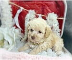Small #12 Poodle (Toy)