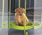 Small #2 Labrador Retriever Mix