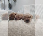 Small #6 Golden Retriever