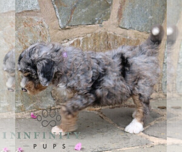 Medium Photo #3 Bernedoodle (Miniature) Puppy For Sale in LANCASTER, PA, USA