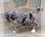 Small #2 Bernedoodle (Miniature)