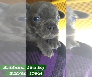 French Bulldog Puppy for sale in CLEVELAND, OK, USA