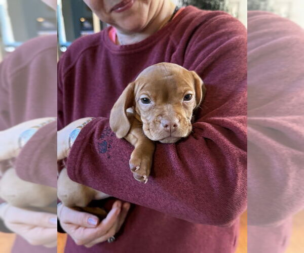 Medium Photo #1 Beagle-Unknown Mix Puppy For Sale in Shermans Dale, PA, USA