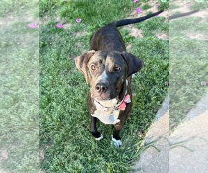 Labrador Retriever-Unknown Mix Dogs for adoption in Ball Ground, GA, USA