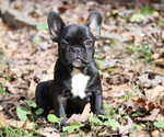 Small Photo #1 French Bulldog Puppy For Sale in LAWRENCEVILLE, GA, USA