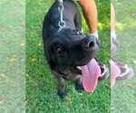 Small #7 Labrador Retriever Mix