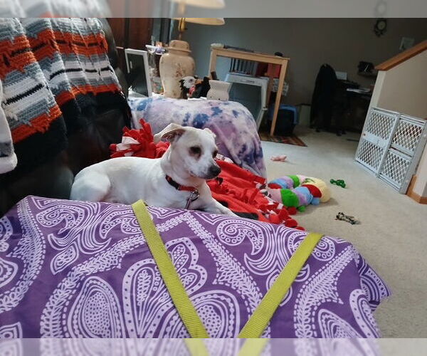 Medium Photo #4 Jack Chi Puppy For Sale in Princeton, MN, USA