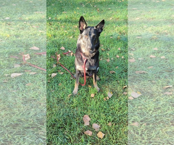 Medium Photo #8 German Shepherd Dog-Unknown Mix Puppy For Sale in Oro Medonte, Ontario, Canada