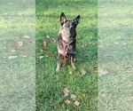 Small #7 German Shepherd Dog Mix