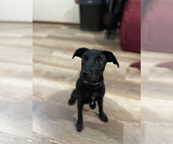 Medium Photo #4 Labrador Retriever-Unknown Mix Puppy For Sale in Overland Park, KS, USA