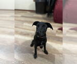 Small #3 Labrador Retriever Mix