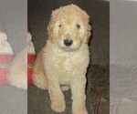 Small Photo #11 Goldendoodle Puppy For Sale in LINCOLN, AL, USA