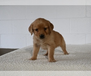 Golden Retriever Puppy for sale in MILLERSBURG, OH, USA
