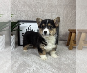 Pembroke Welsh Corgi Puppy for sale in FRANKLIN, IN, USA