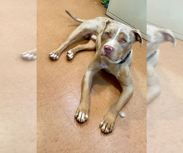 Medium Photo #1 American Pit Bull Terrier-Unknown Mix Puppy For Sale in Chandler, AZ, USA