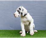 Small Photo #162 Great Dane Puppy For Sale in WAKARUSA, IN, USA