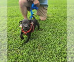 Small #1 Chihuahua Mix