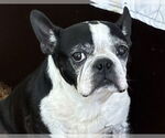 Small #5 Boston Terrier