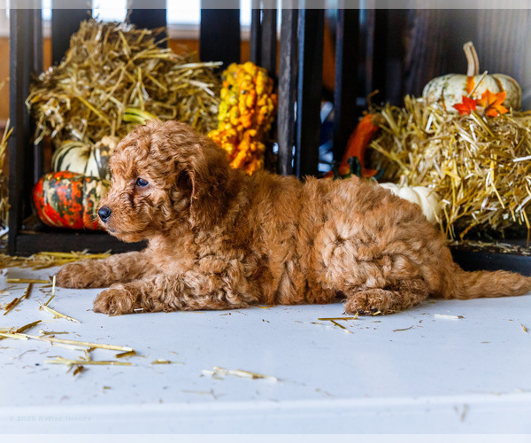 Medium Photo #6 Goldendoodle-Poodle (Miniature) Mix Puppy For Sale in WAKARUSA, IN, USA