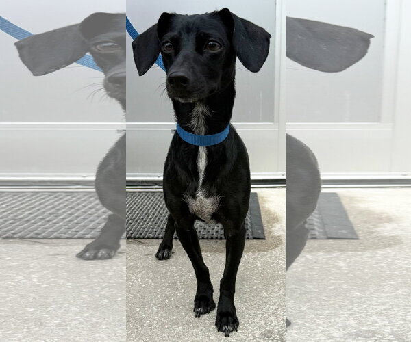 Medium Photo #3 Dachshund-Unknown Mix Puppy For Sale in Sanford, FL, USA