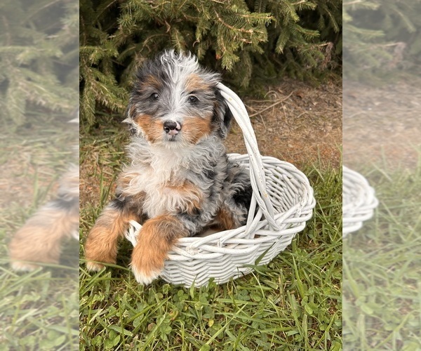 Medium Photo #4 Bernedoodle (Miniature) Puppy For Sale in MIDDLEBURY, IN, USA