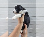 Small Photo #5 Border Collie Puppy For Sale in NEW YORK MILLS, MN, USA
