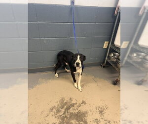 American Staffordshire Terrier-Unknown Mix Dogs for adoption in Tallahassee, FL, USA