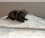 Puppy Gray American Bully