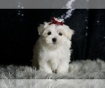Small #4 Maltese